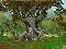 A 3D Tree_FINAL.jpg